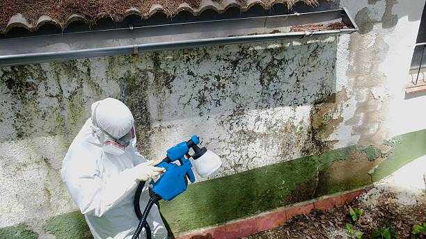 Top rated local Attic Mold Remediation specialists in Bethesda, MD